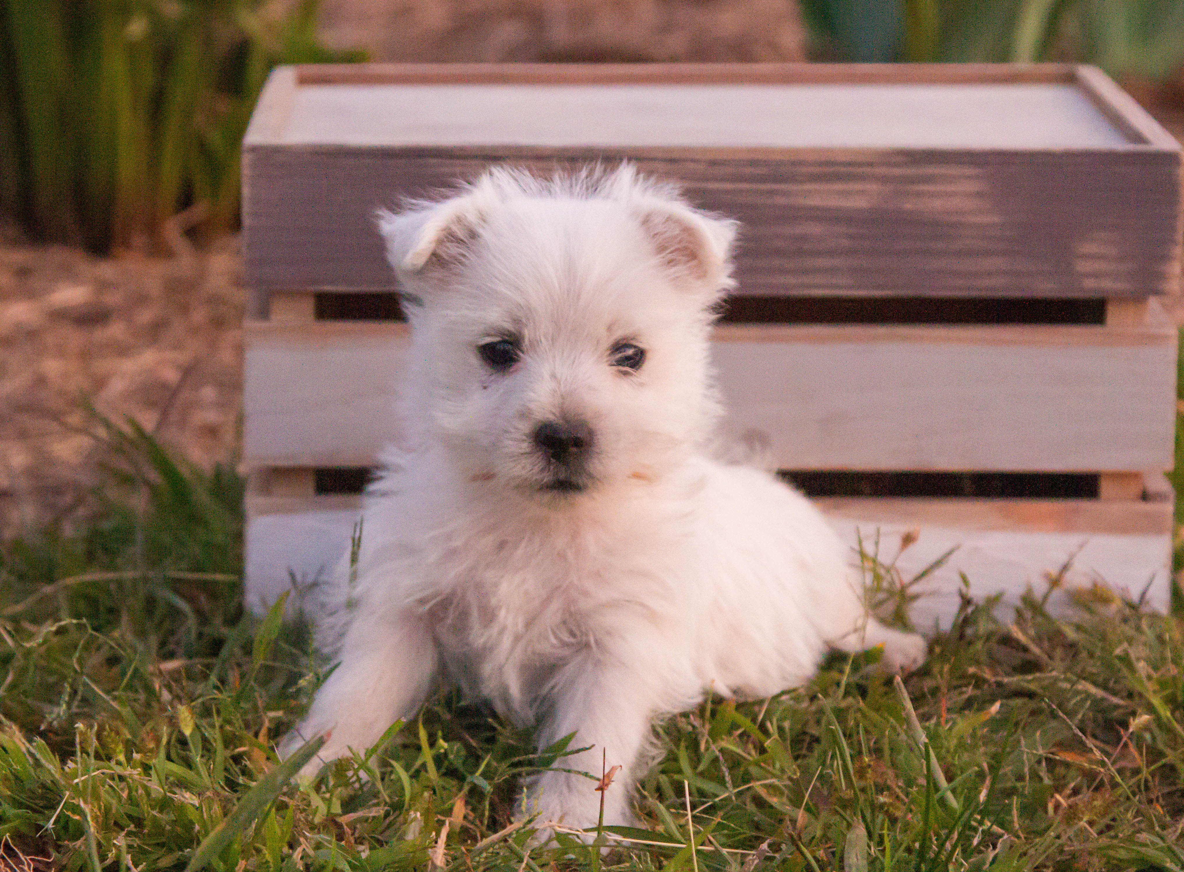 puppy, for, sale, West Highland White Terrier, Amos B. King, dog, breeder, Romney, WV, dog-breeder, puppy-for-sale, forsale, nearby, find, puppyfind, locator, puppylocator, aca